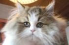 Perser u Exotic Shorthair Babys mit Stammbaum golden-tabby red-tabby black-tabb