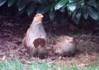 Enten und Rebhühner abzugeben