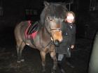 Zuverlässiges Pony sucht neuen Wirkungskreis