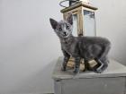 Katzenbabys möchten bald ausziehen