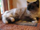 Deckkater seal mitted