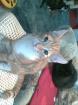 4 Katzenkinder suchen ein Zuhause