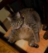 Getigerte Katze Bobby entlaufen