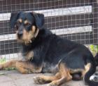 Lustiger Tsibi sucht Familie zum Schmusen
