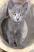 Chartreux/Kartäuser die Echten