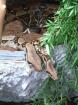 Biete zwei Boas inkl. Terrarium/Zubehör für 600 -Euro