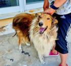 Lupo sucht ein passendes Zuhause