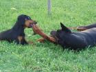 Dobermannwelpen aus FCI-Zucht Topcharakter