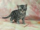 Drahthaarkatzen Seltenheit in Whiskasfarben