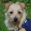 ELLILEIN - Mischling - 4 Jahre - Tierhilfe-Franken e. V.