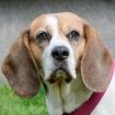 BIBBI - Beagle - 9 Jahre - Tierhilfe-Franken e. V.