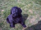 Labrador Welpen schwarz