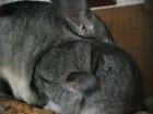 Chinchilla-Baby w geb. 12. 10. 07 abzugeben ab 01/08