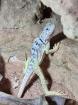 Black spotted coloured lizards Crotaphytus melanomaculatus