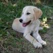 Lola - sucht die Nähe und möchte nichts falsch machen