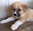 Arkan sucht ein passendes Zuhause
