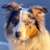 ALFRED - Australian Sheperd - 2 Jahre - Tierhilfe-Franken e. V.