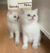 4 Bkh kitten 2 weiß und 2 Grau