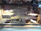 1. 3 Leopardgecko Zuchtgruppe Terrarium mit sehr schöner Rückwand in gute Hände