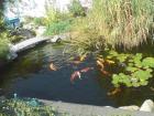 Gartenteich mit 10japan koi 10euro koi