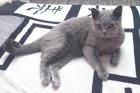 MILO - British Kurzhaar - 2 Jahre - Tierhilfe-Franken e. V.