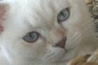 Deckkater in lilac-tabby-point steht gesunden Damen zurverfügung