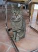 Kater getigert Nützen/Kaltenkirchen entlaufen