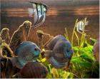 Suche Diskus Skalare Guppys im umkreis 30km um Augsburg Dillingen und Burgau