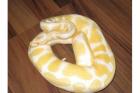 Verkaufe mein 1. 1 Albino High Contrast Regius 2022