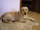 Labrador-Retriever sucht hündin zum decken