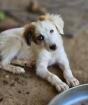 Skippi sucht ein passendes Zuhause