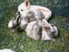 SÜSSE ZWERGKANINCHEN ZU VERKAUFEN