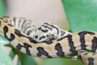 Teppichpython DiamantJaguar Morelia spilotes