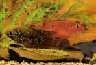 Hemichromis lifalili abzugeben