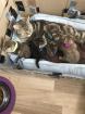 Zauberhafte Kitten BKH