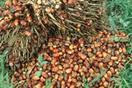 Kaufen Palm Oil Sonnenblumenöl oilve und Rapsöl