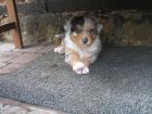 Australian-Shepherd-Welpe