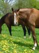 Er brauner fuchs Westfalenwallach sucht Reitbeteiligung