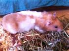 Junges Hamsterweibchen