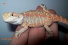 Bartagamen Nachzuchten Hypos Leatherbacks
