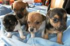 Mini Jack-Russell-Welpen suchen zweibeiner zum liebhaben und mehr.