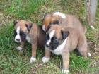 Boxerwelpen