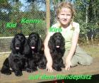 Wunderschöne Englisch Cocker Spaniel - Welpen - VDH/FCI