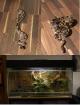 2 Königspython - Python Regius mit Terrarium VHB 300 -Euro