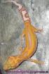 Leopardgeckos abzugeben PLZ 64625 Bensheim verschiedene Farbformen