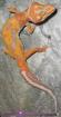 Leopardgeckonachzuchten abzugeben PLZ 64625