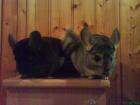 Schw. Chinchilla Weibchen sucht neues zu Hause Weibchen/Rudel