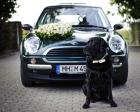 Labrador Retriever Ben sucht Labrador-Dame zum Decken - Ruhrgebiet