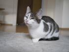 Mimi sucht ein neues liebevolles Zuhause.