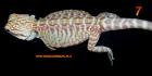 Bartagamen Hypos Leatherbacks